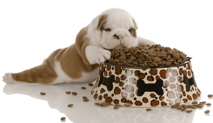 some-best-foods-for-your-dog-foodguruz